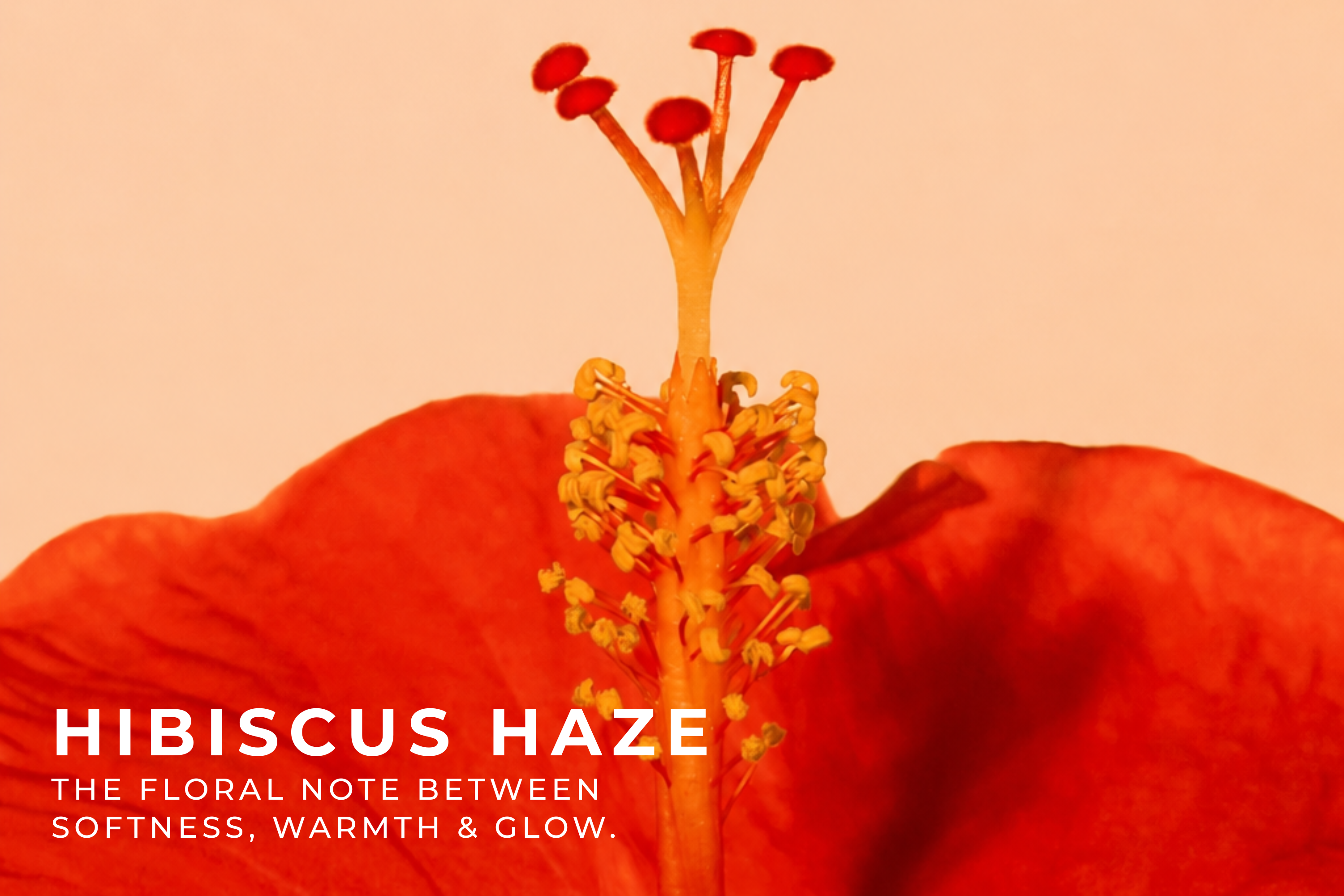 Hibiscus Haze